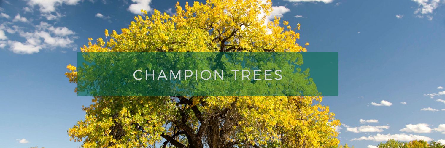 Champion Trees