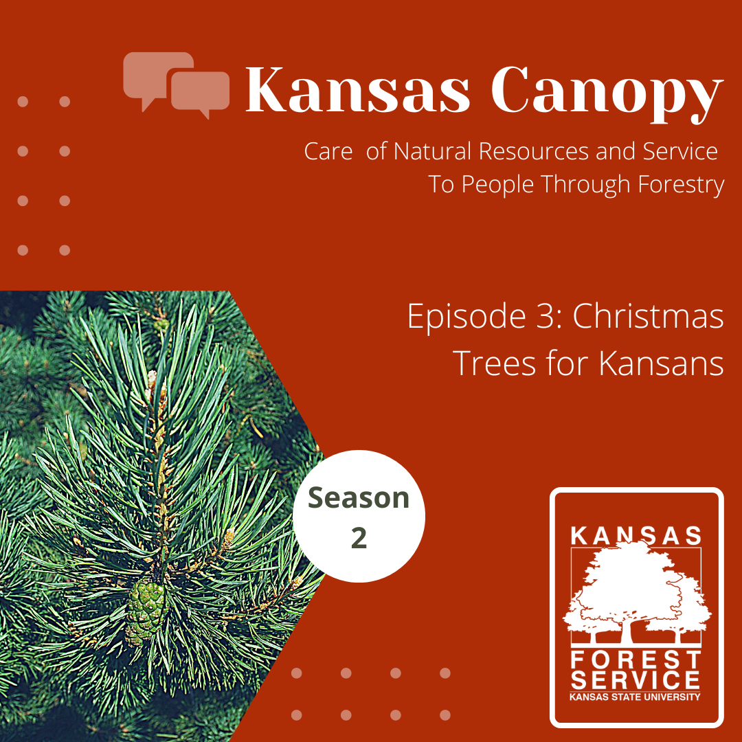 Christmas Trees for Kansas
