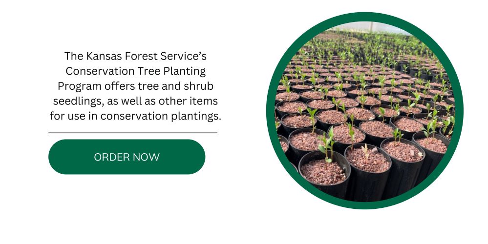 Order Trees