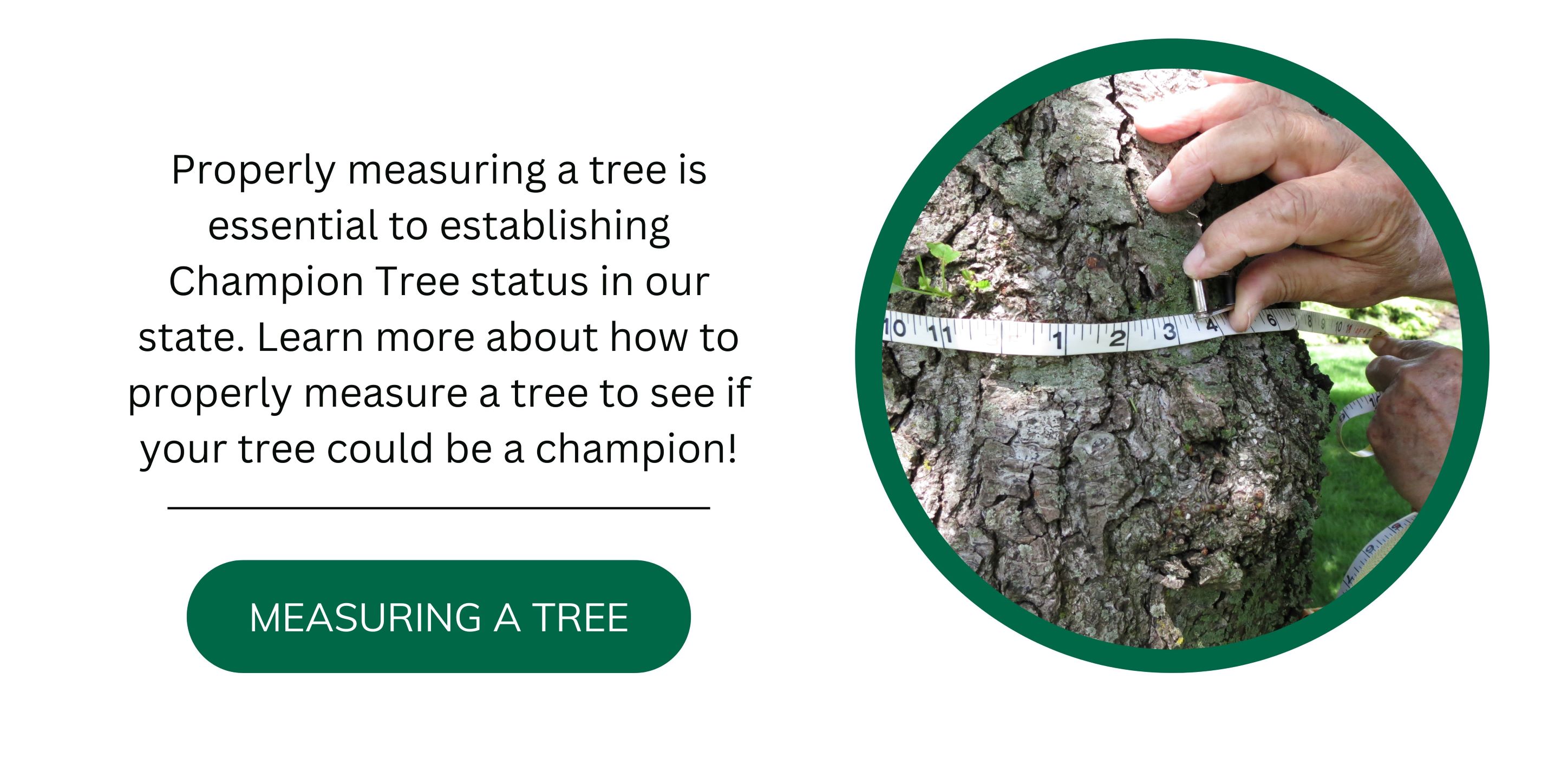 Measure a Tree