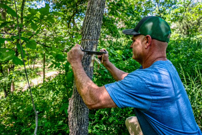 Peeling an ash tree for EAB detection