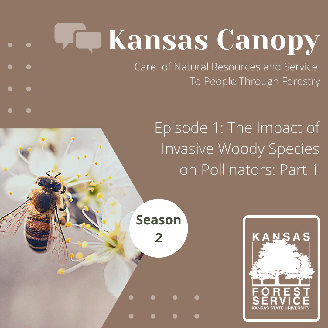Impact of Invasives on Pollinators Part 1