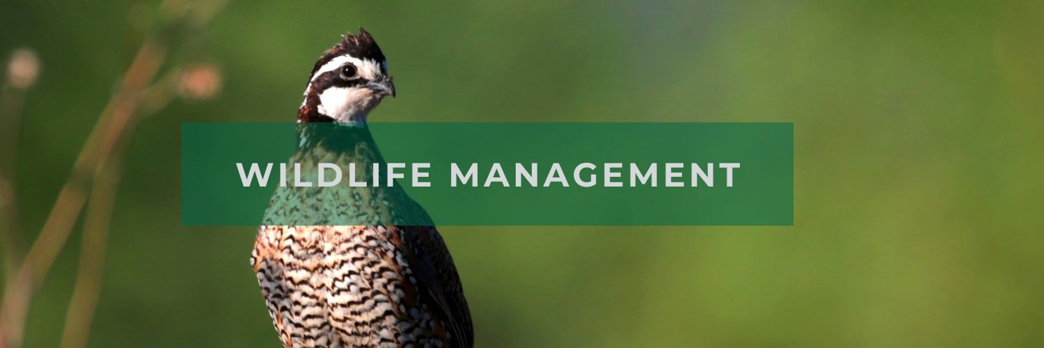 Wildlife Management