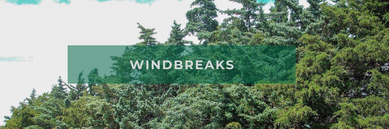 Windbreaks