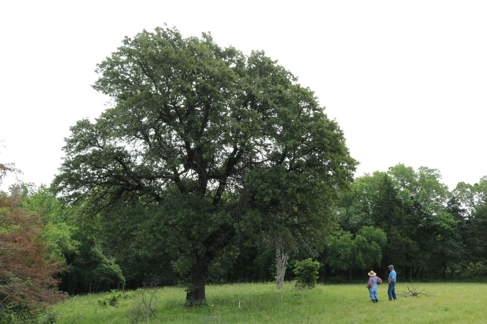 Blackjack oak Champion