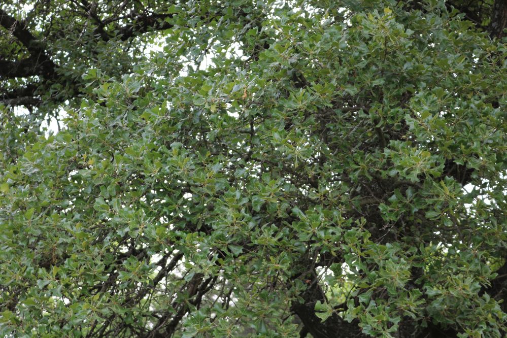 Blackjack oak leaves