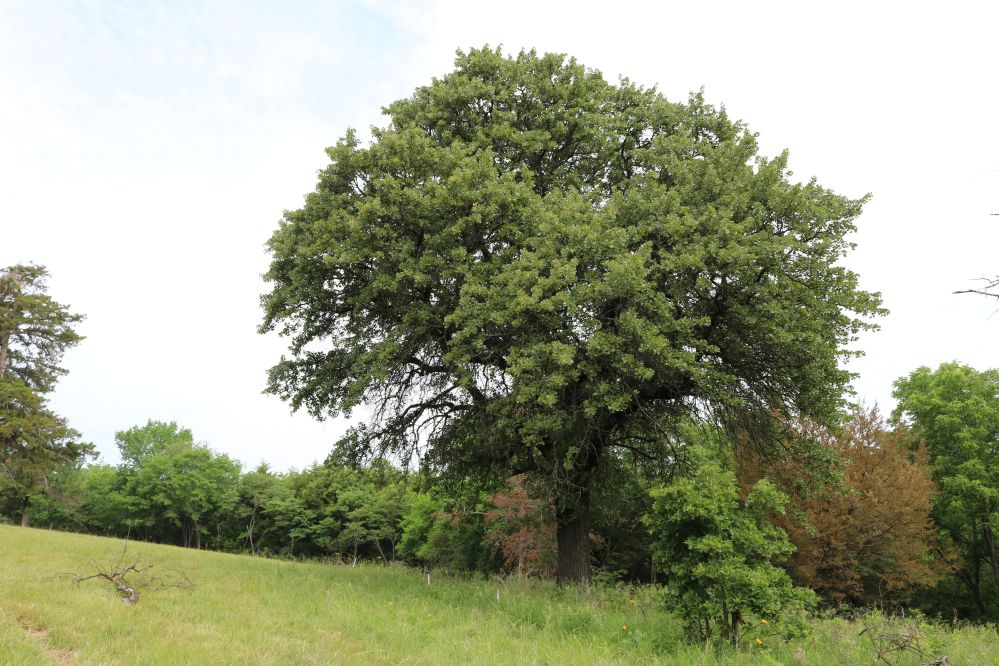Blackjack oak