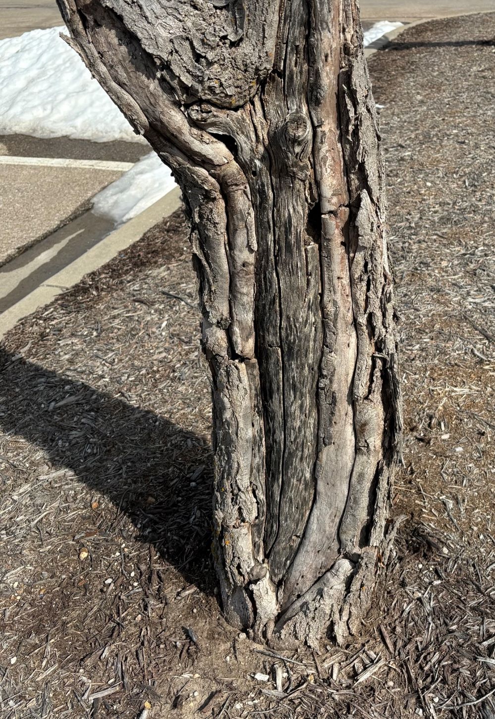 Sunscald or frost crack on tree