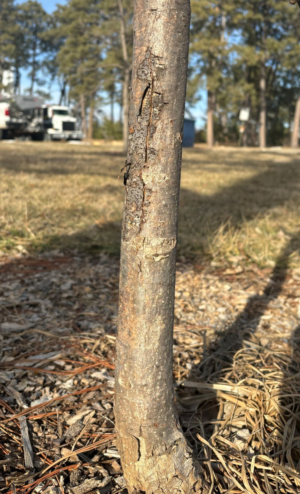 Sunscald on a young tree
