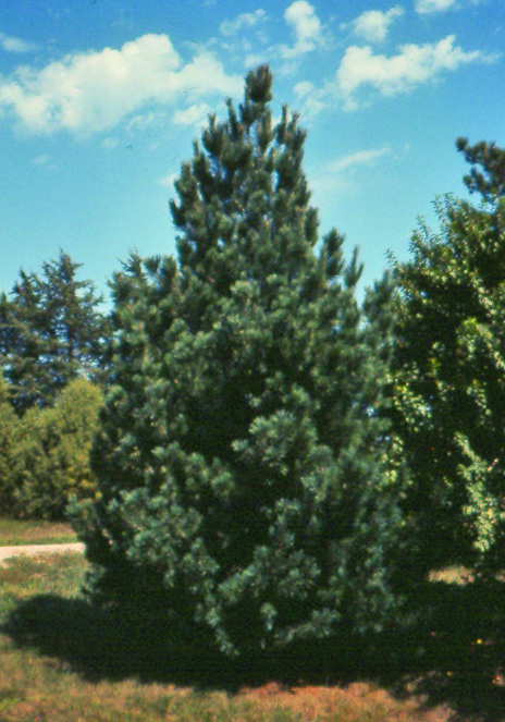 southwestern white pine 