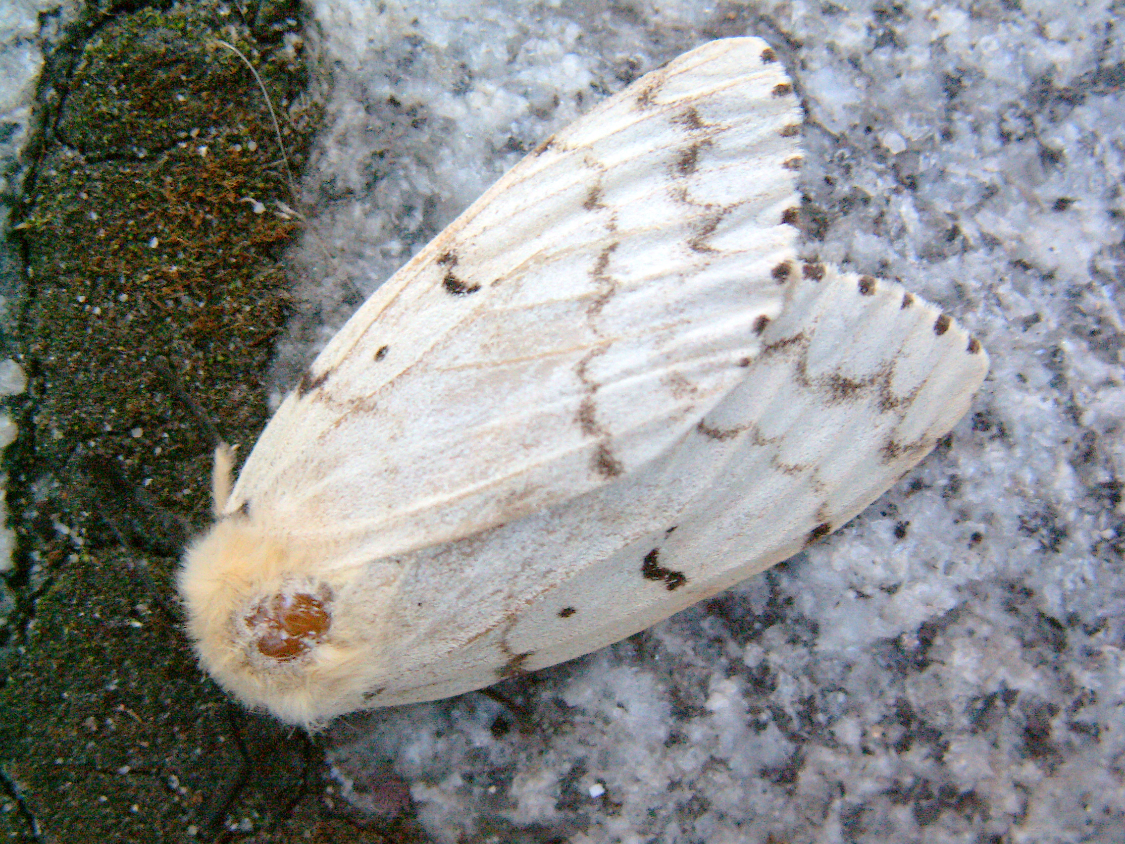 gypsy moth 