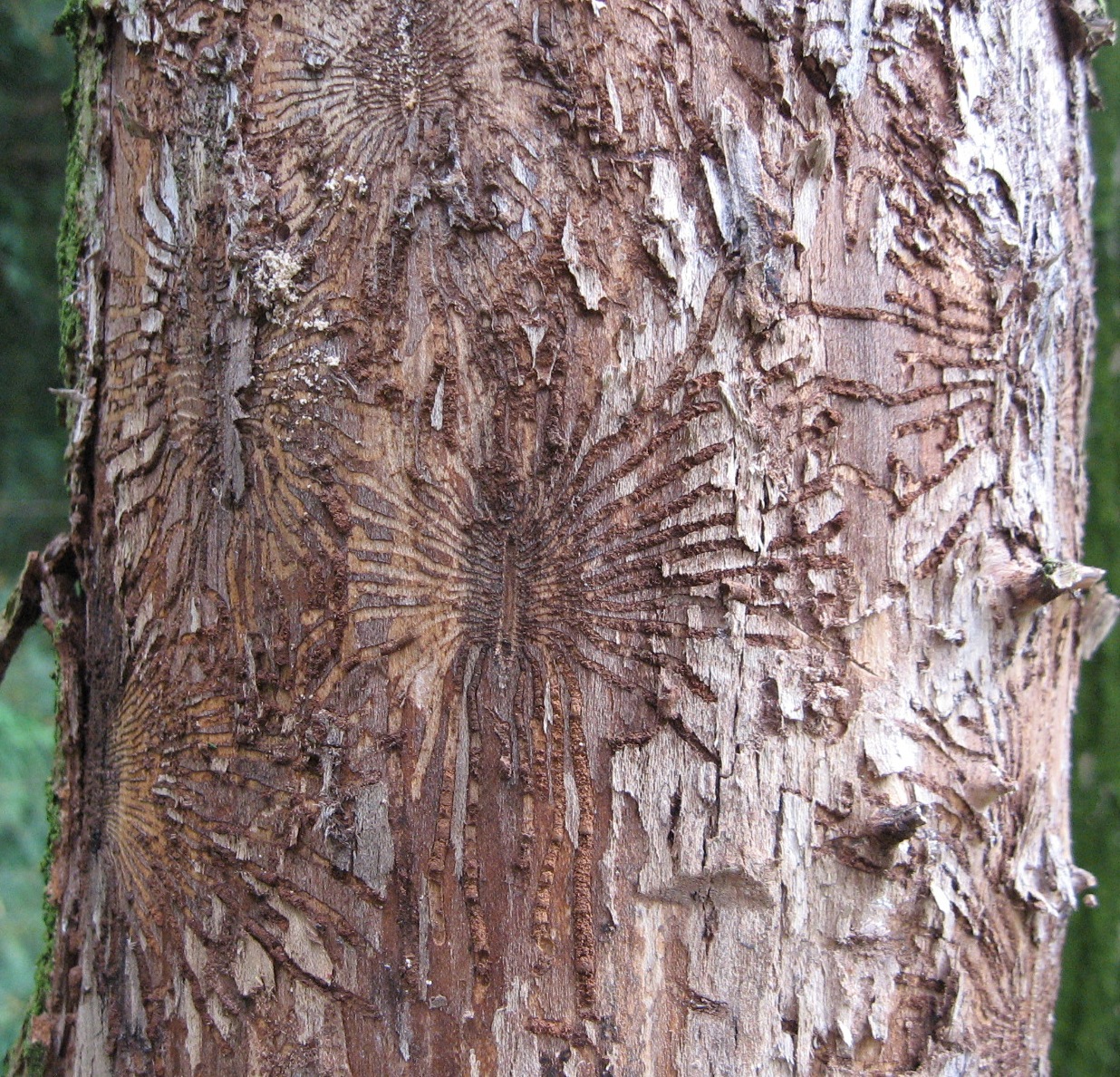 Dutch Elm Disease