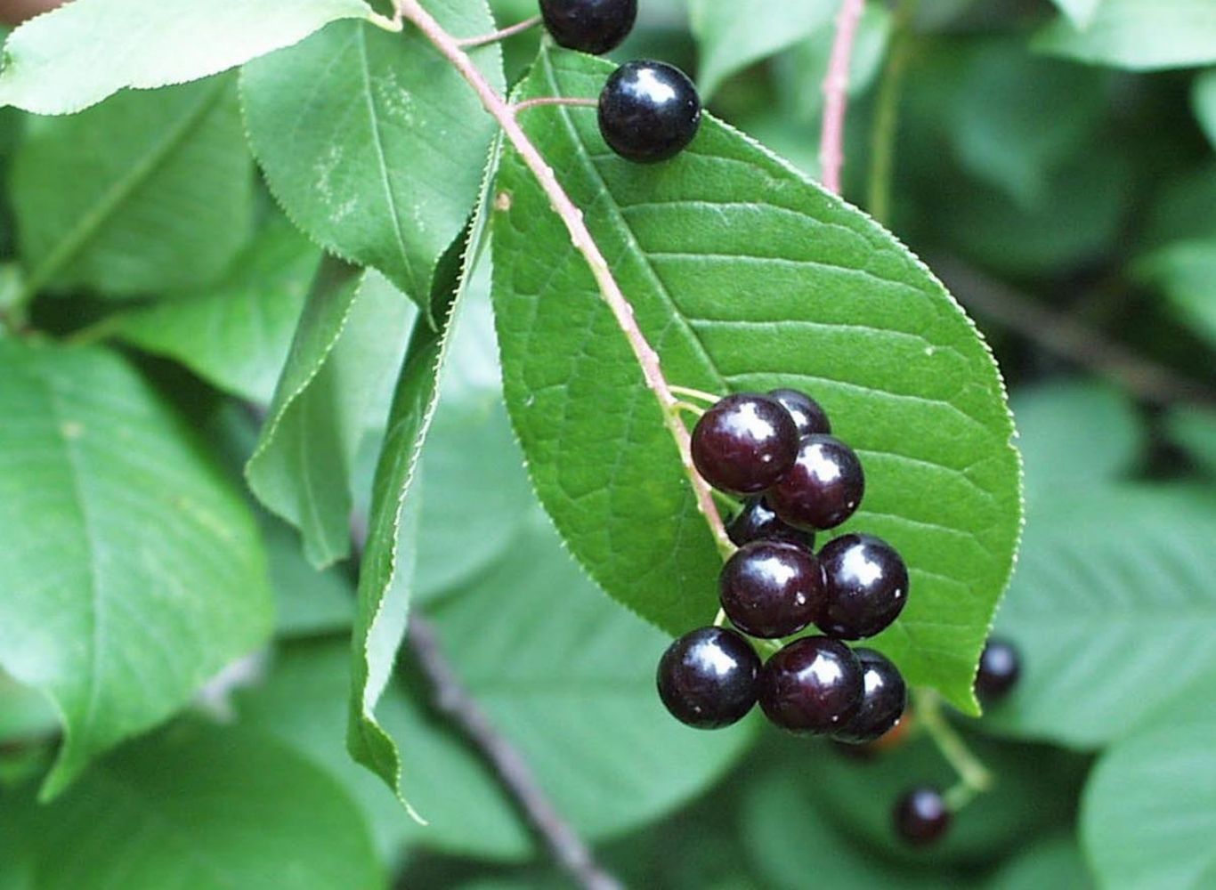 Chokecherry