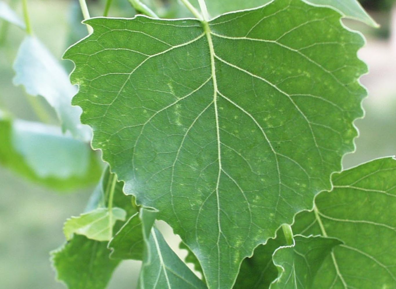 Ginkgo Champion Tree