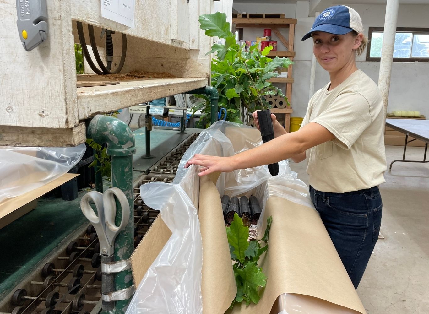 Seedling being packed into a box