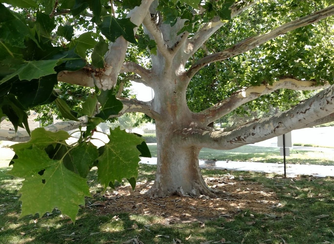 Sycamore tree