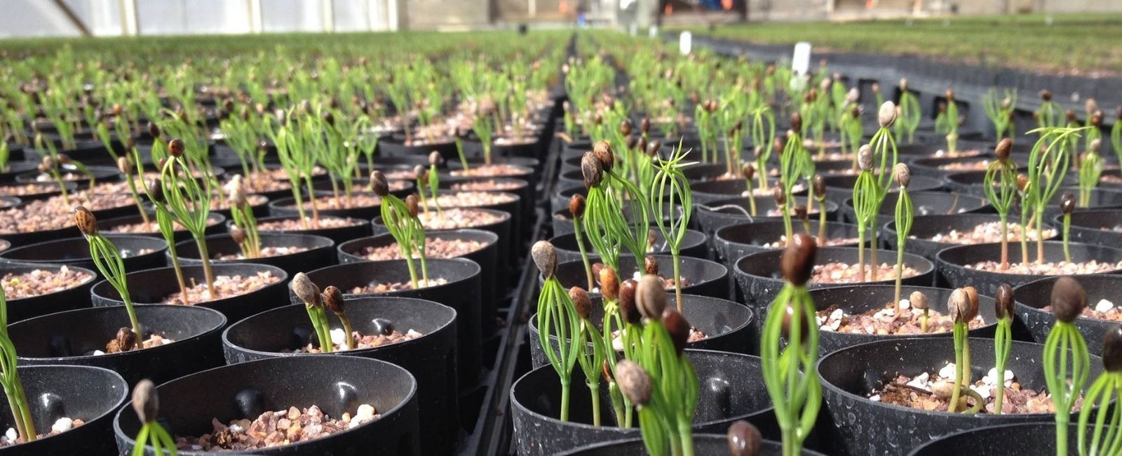 Conservation Seedlings