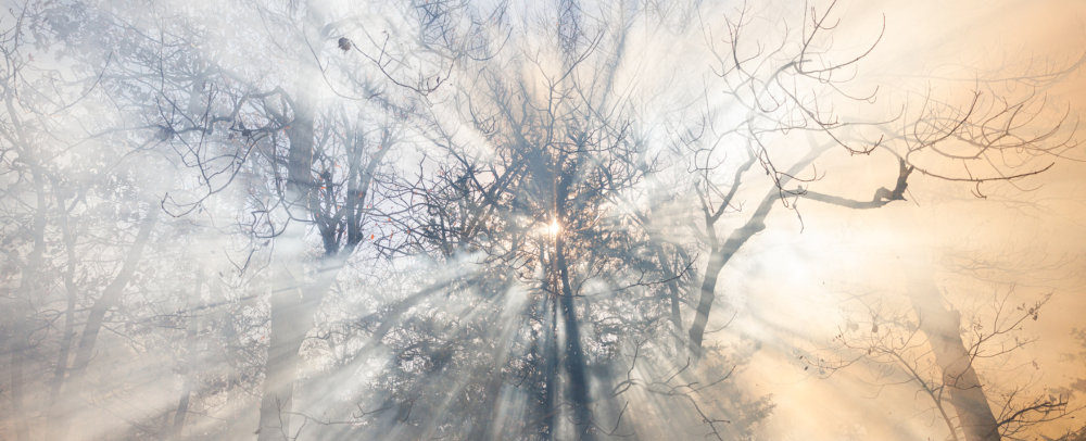 Smoke in trees during prescribed fire.