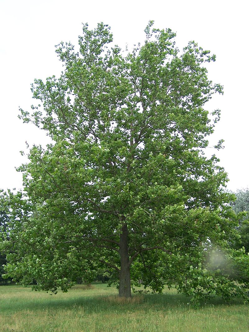 american sycamore