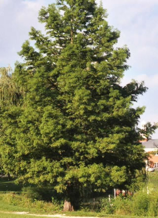 bald  cypress