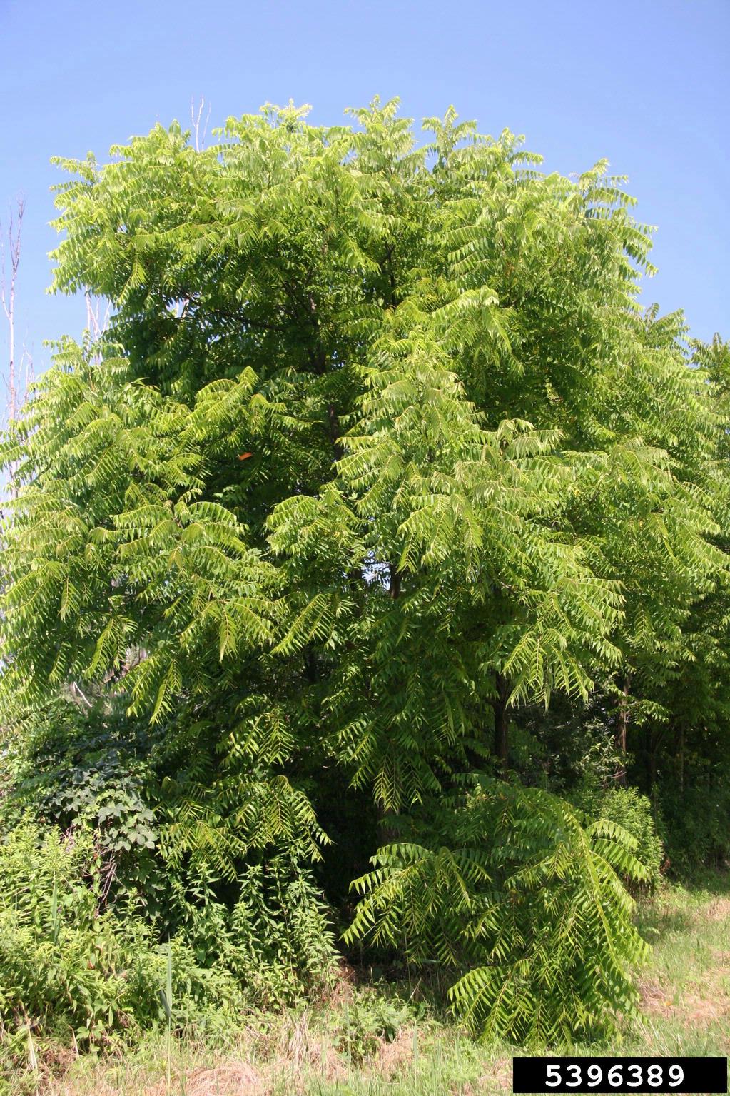 black walnut