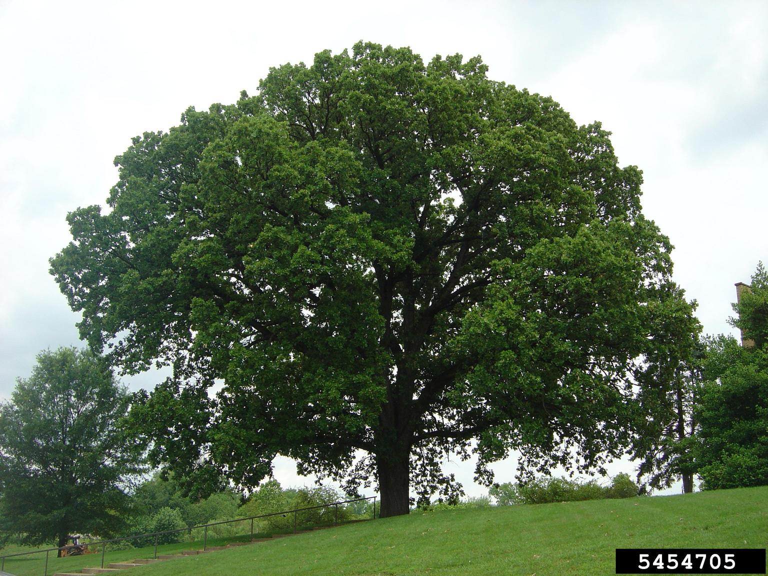 Bur Oak - Kansas Forest Service