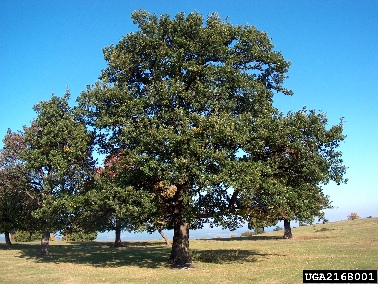 english oak