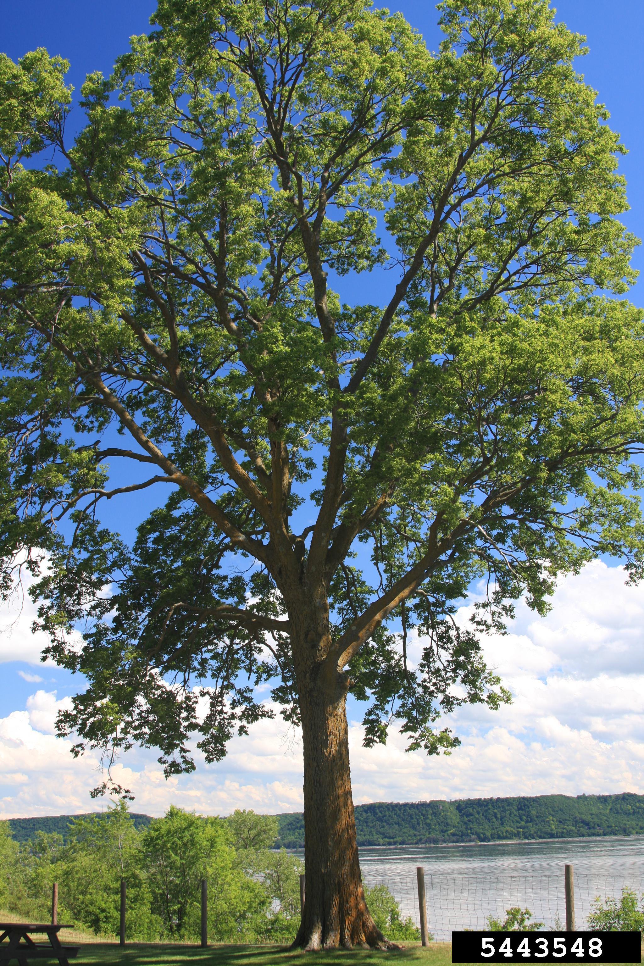 hackberry