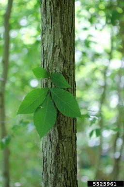 bitternut hickory trees eastern native carya cordiformis kansas states united deciduous