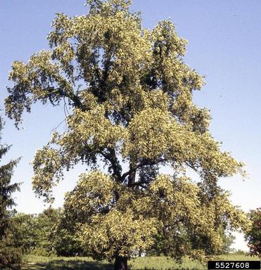 bald  cypress