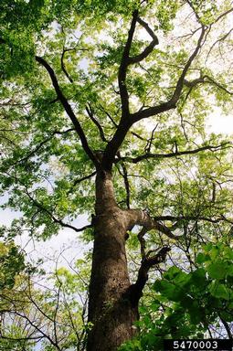 bald  cypress