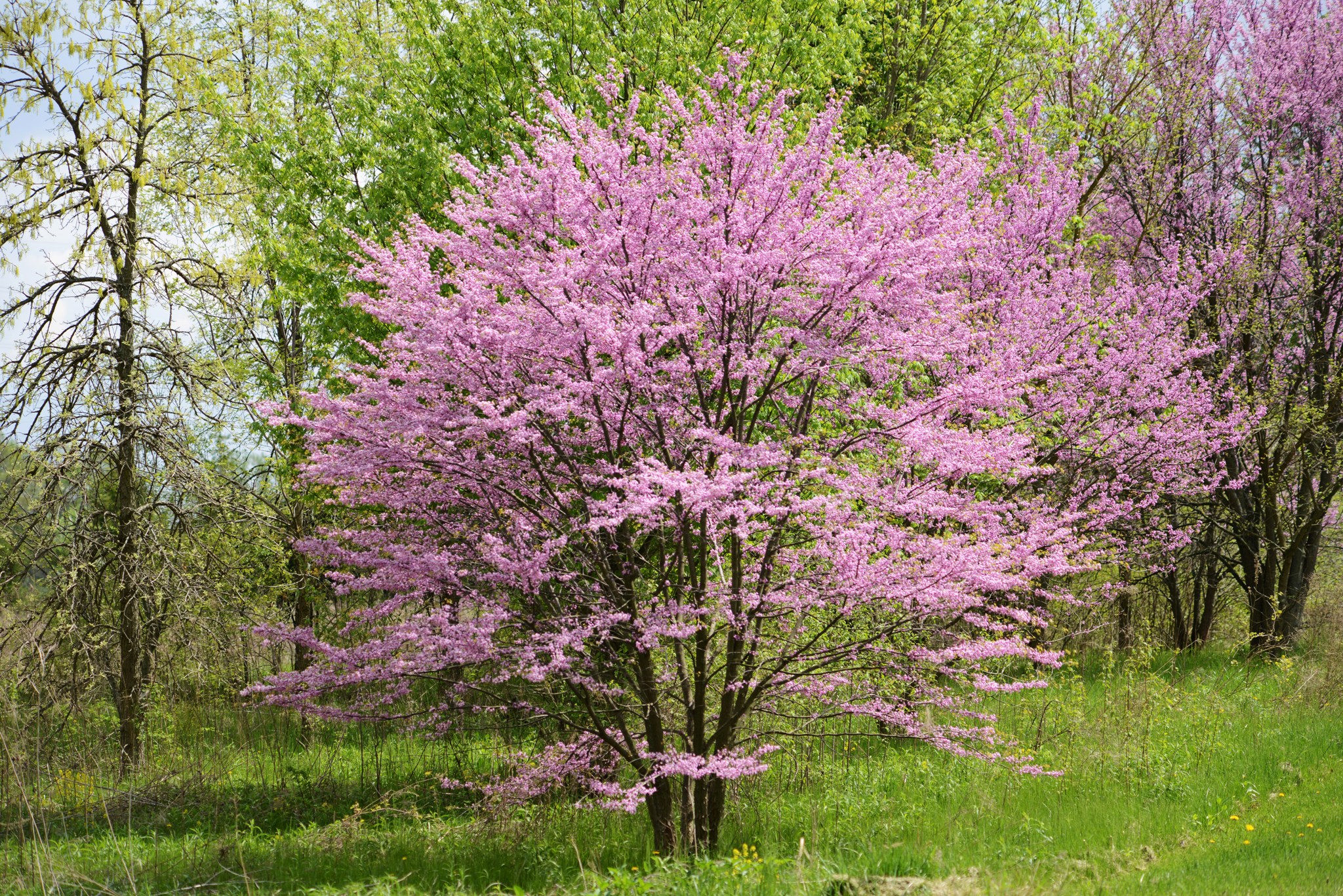 Easter redbud