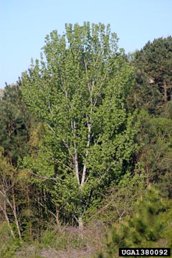 bald  cypress