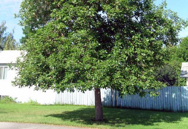 green ash 