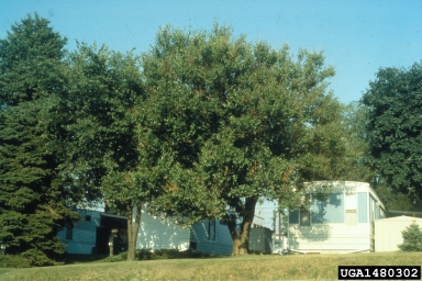 Red Mulberry