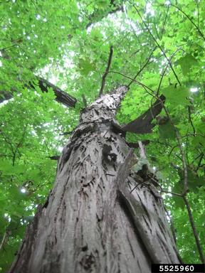 bald  cypress