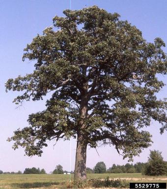 bald  cypress