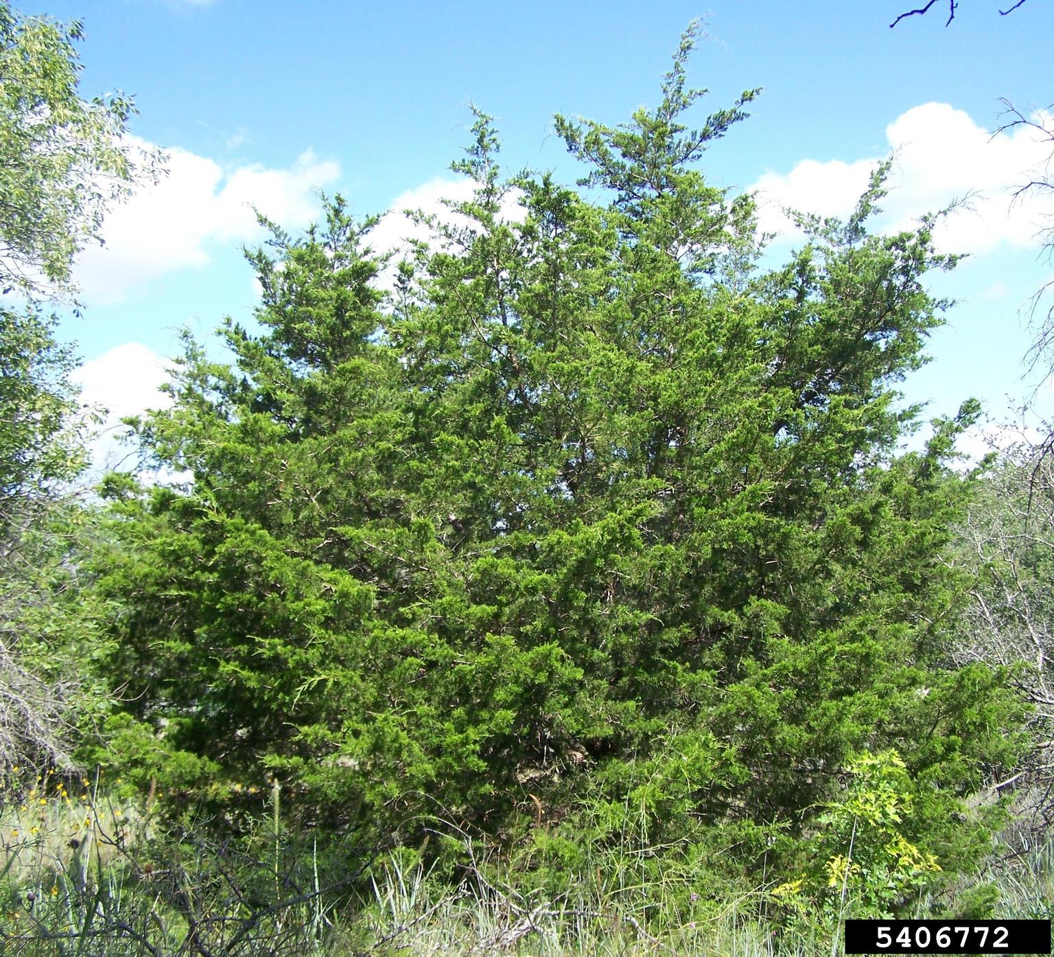 eastern red cedar 