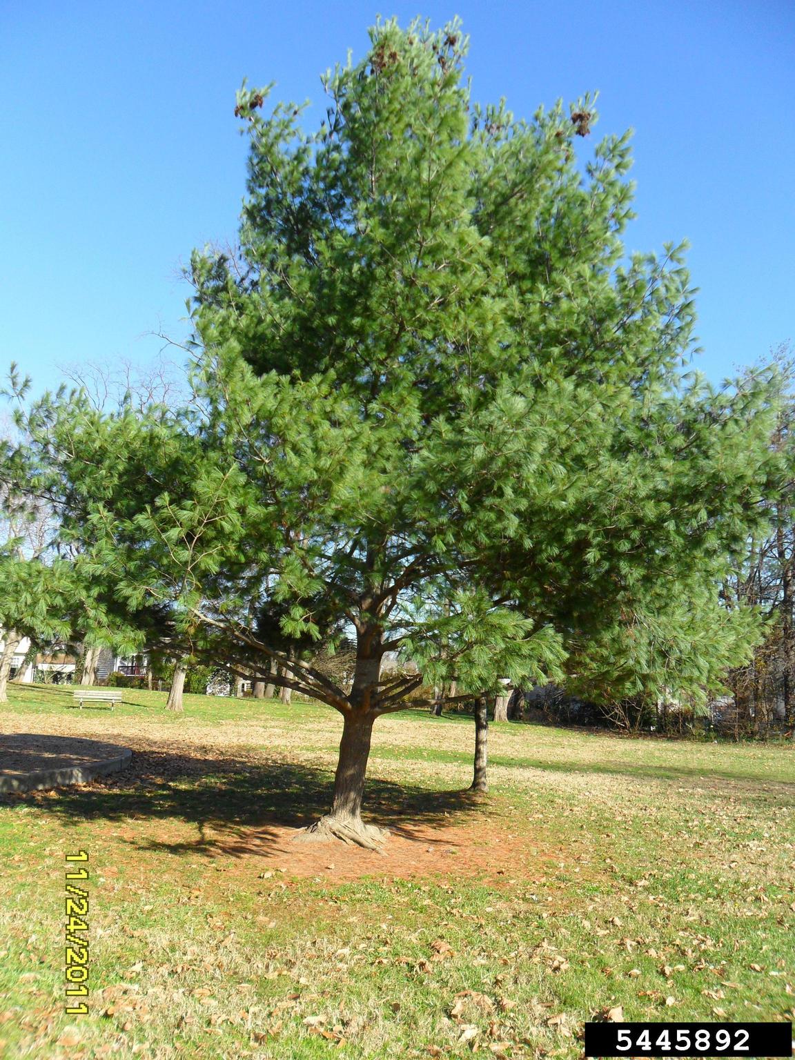 Eastern White Pine Problems