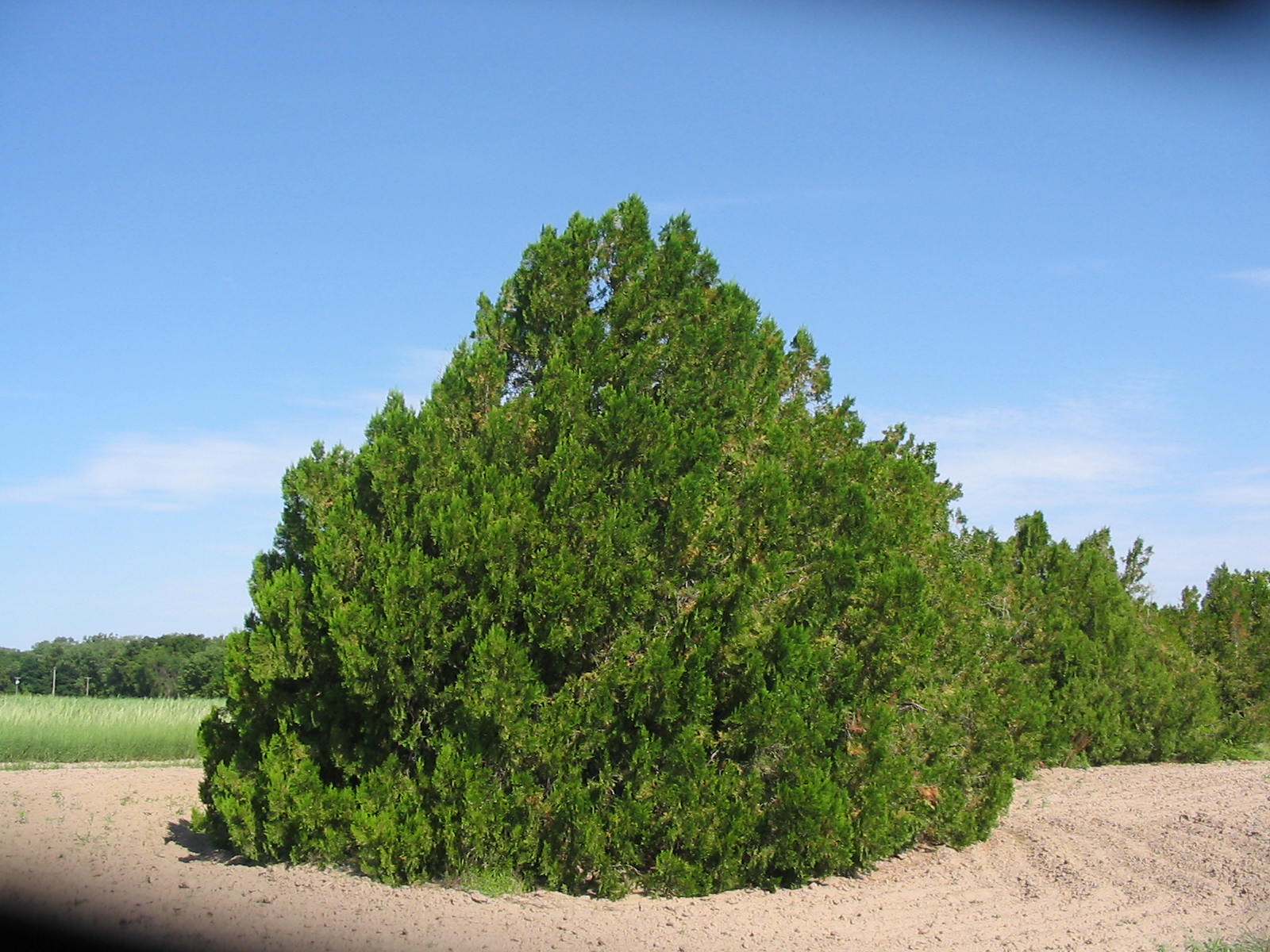 oriental arborvitae