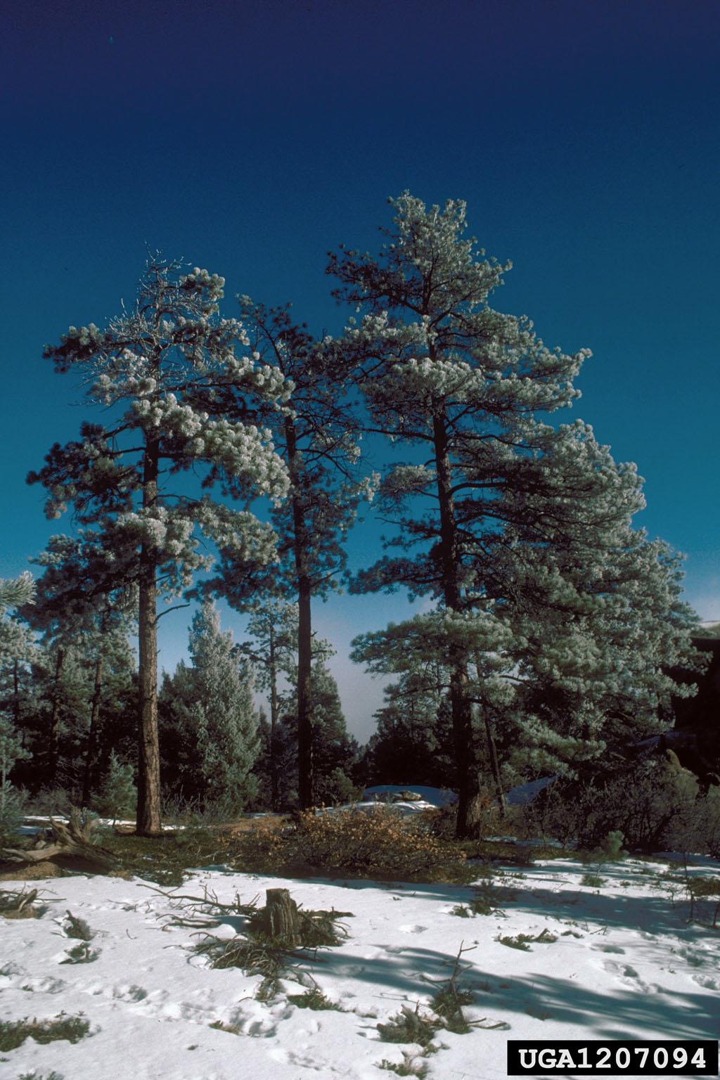 ponderosa pine