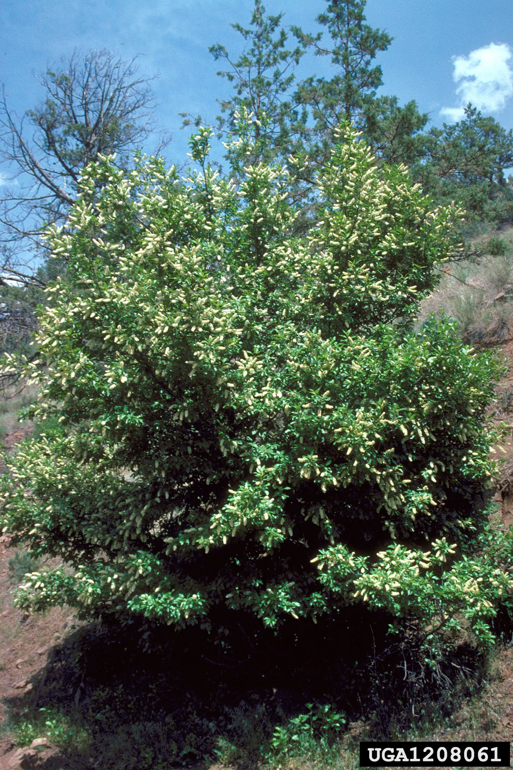 choke cherry