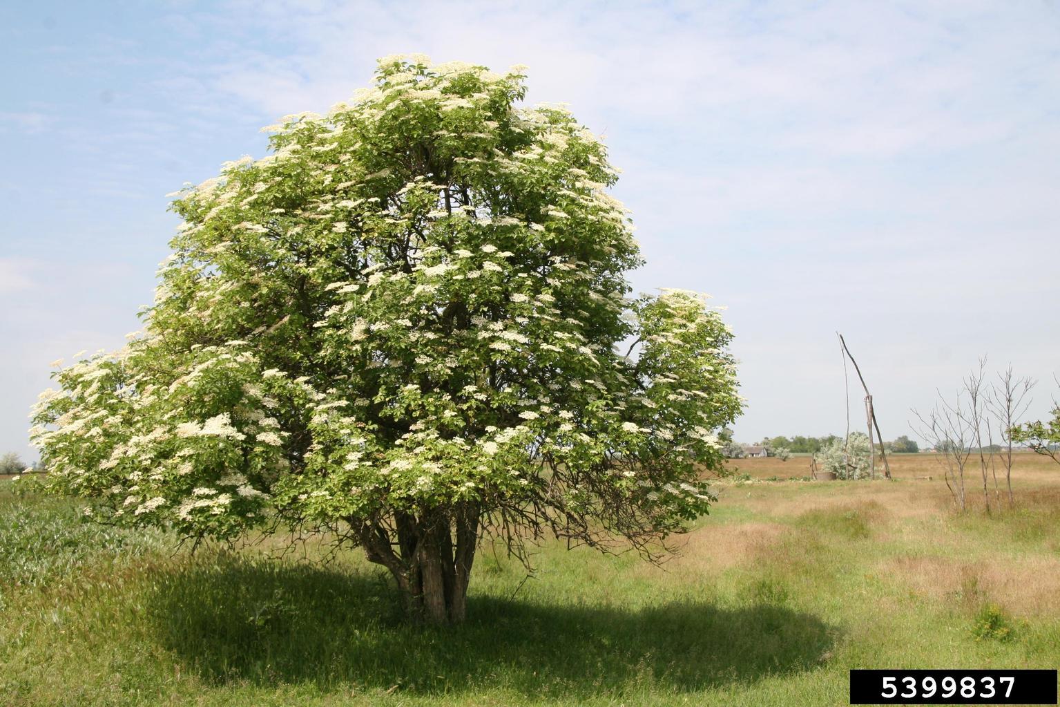 elderberry