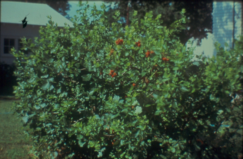 Rhus Aromatica (Fragrant Sumac) 