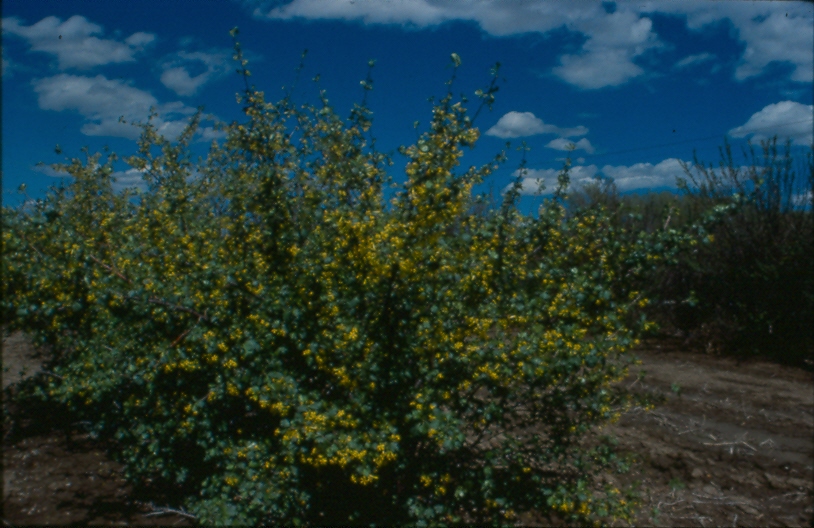 golden currant 