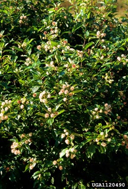 choke cherry